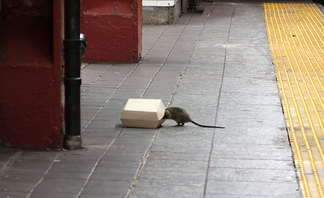 Unmanaged trash provides “an all-night buffet for the rats,” says a Fordham University biologist. (GARY HERSHORN/GETTY IMAGES)