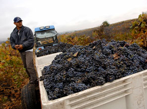 Thanks to a uniquely temperate climate, California's agricultural abundance is boundless.