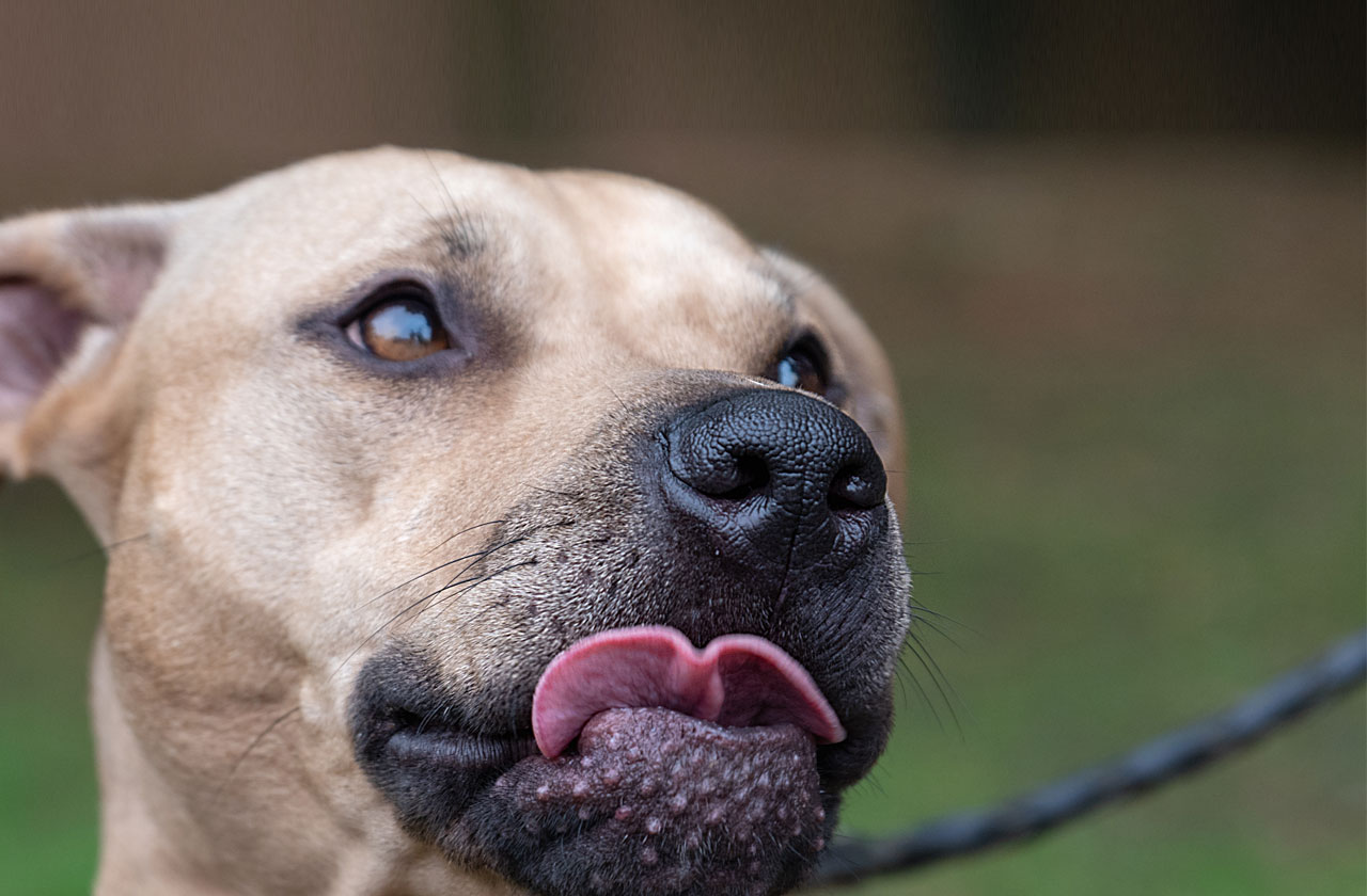 Pit Bull With 'Attitude' Has Internet in Stitches